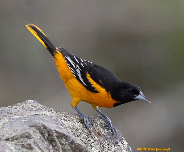 _B248415 baltimore oriole.jpg